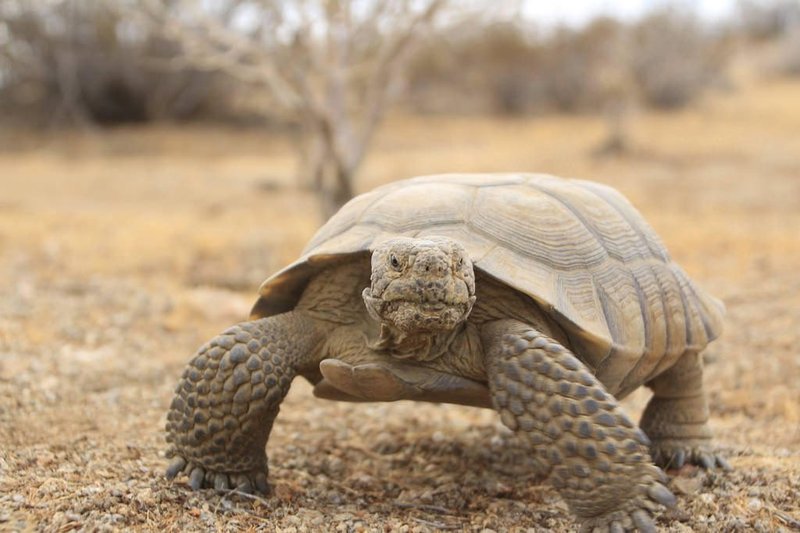 Adaptations That Make The Tortoise A Survivor