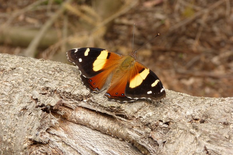 Admiral Butterfly