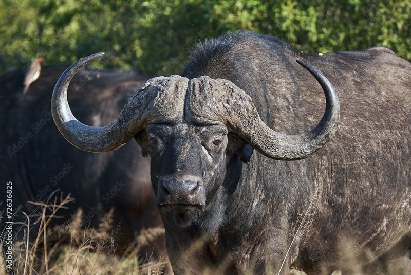 African Buffalo