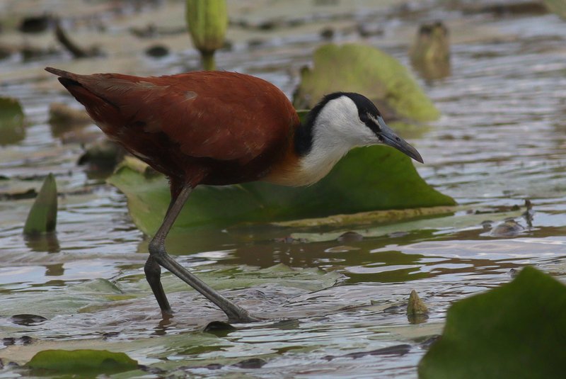 African Jacana