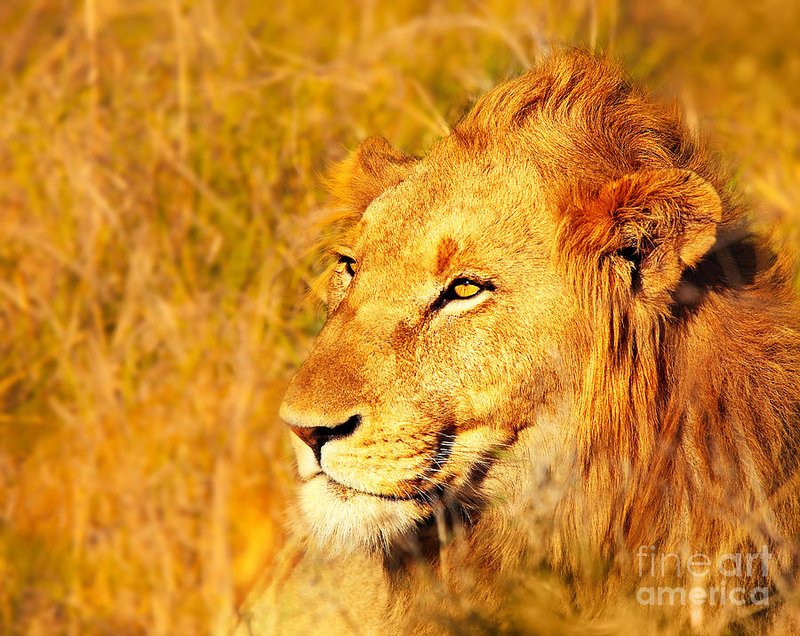 African Lion