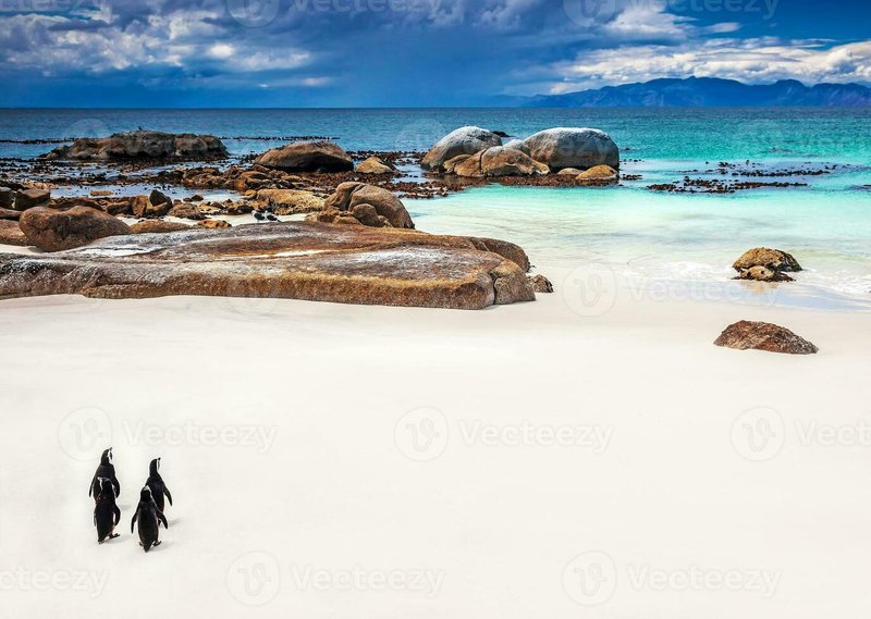 African Penguin