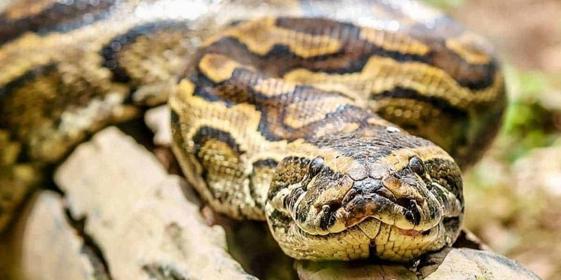 African Rock Python
