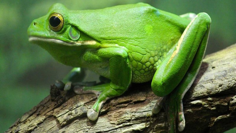 African Tree Toad
