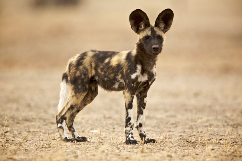 African Wild Dog