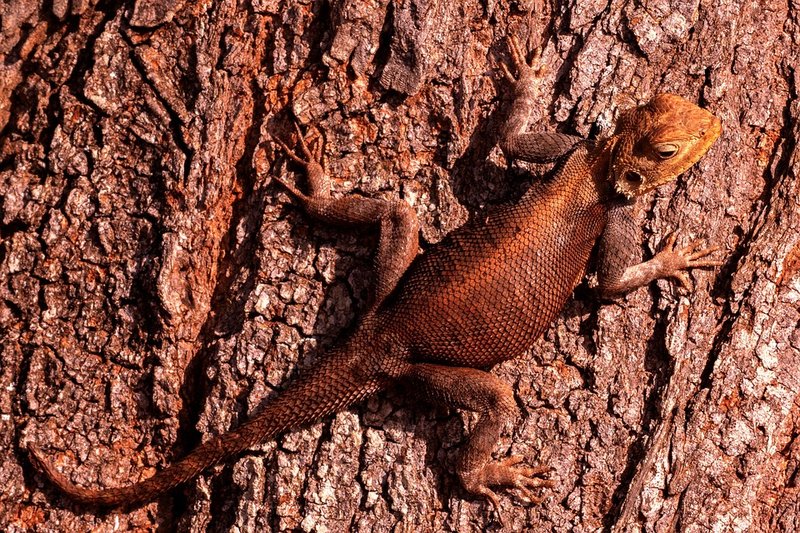 Agama Lizard