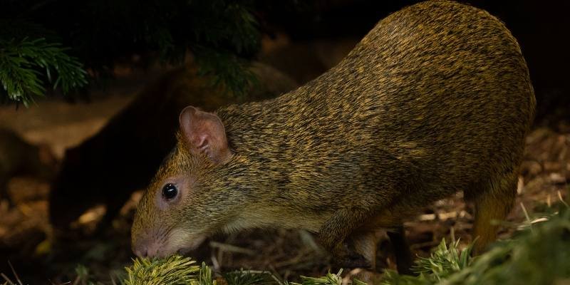 Agouti