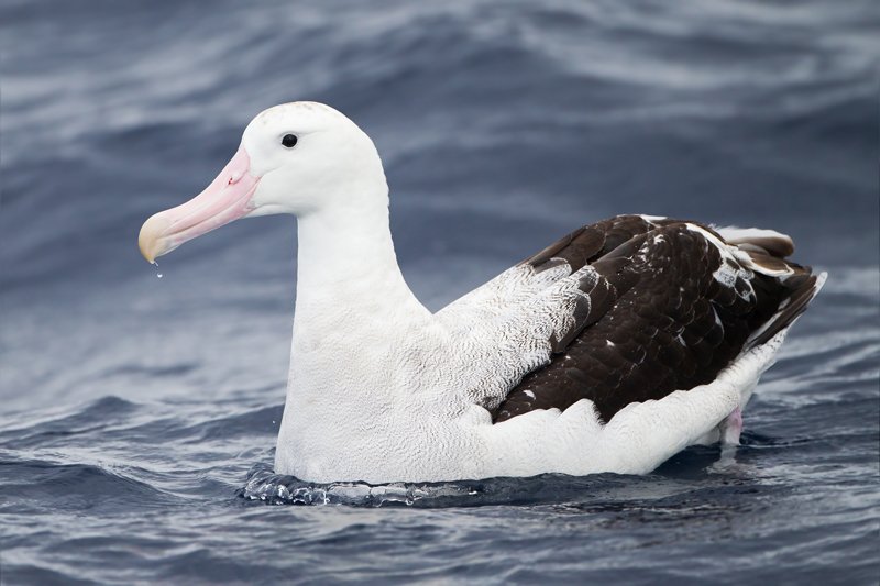 Albatross