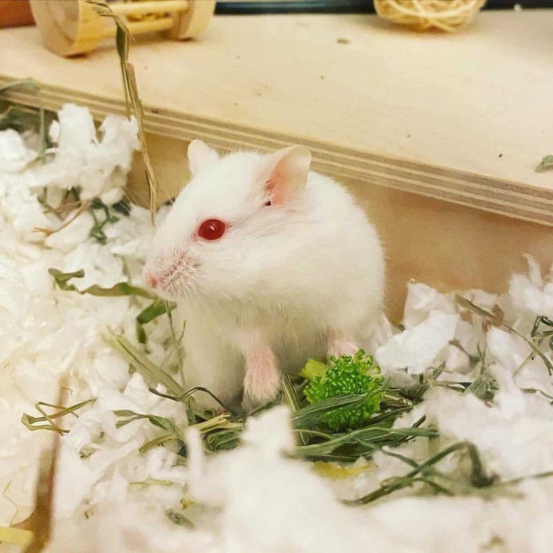 Albino Syrian Hamster Overview: Traits, Size, And Temperament