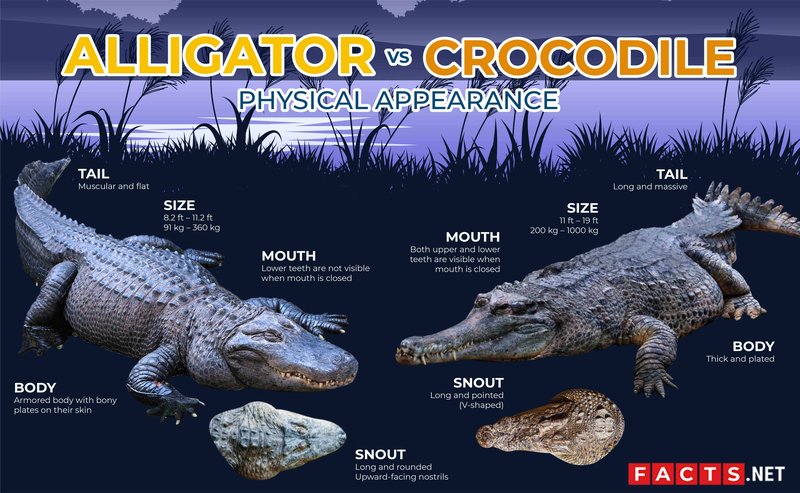 Alligator Vs. [Similar Species] - How They Compare
