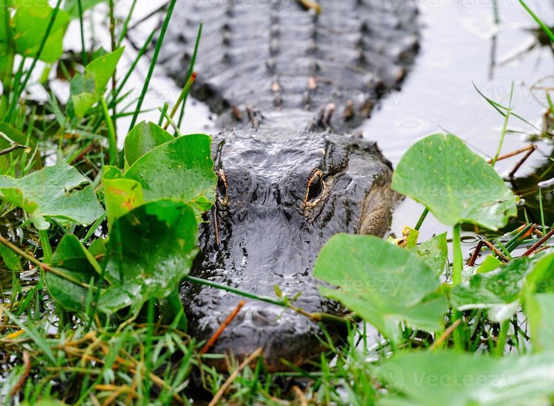 Alligator