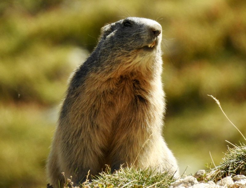 Alpine Marmot