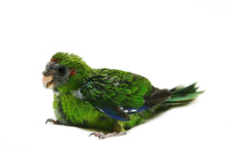 Amazon Parrot Nesting Habits And Lifecycle
