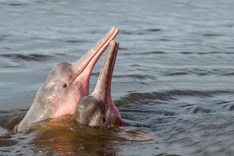 Amazon River Dolphin Vs. [Similar Species] - Key Differences