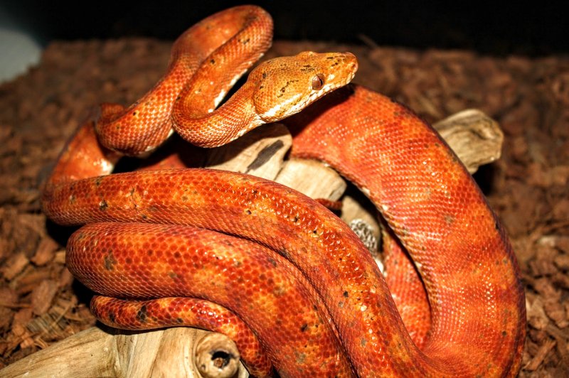 Amazon Tree Boa