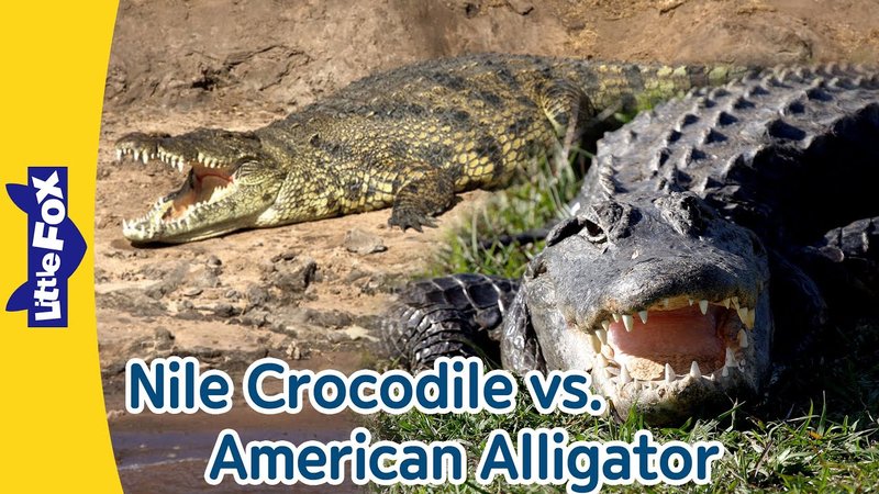 American Alligator Vs. [Similar Species] - How They Compare