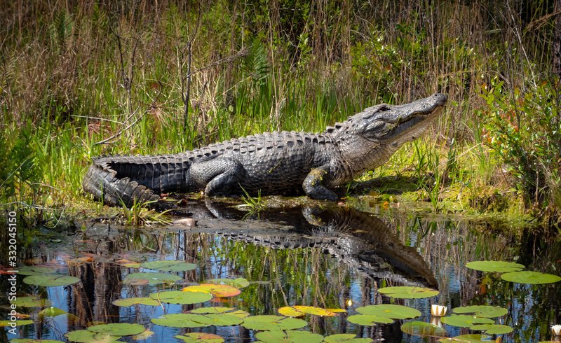 American Alligator