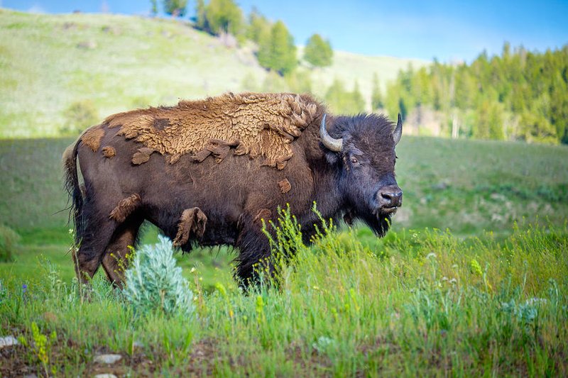 American Bison
