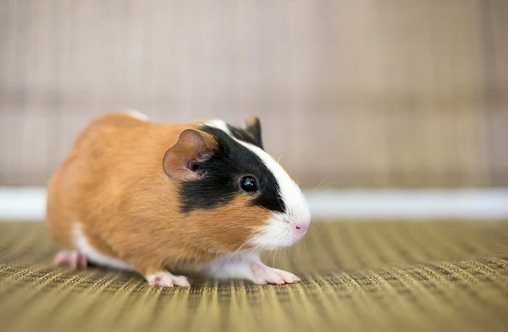 American Guinea Pig Overview: Appearance, Personality, And Grooming Needs