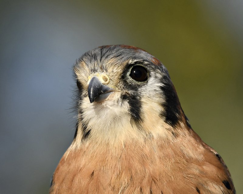 American Kestrel
