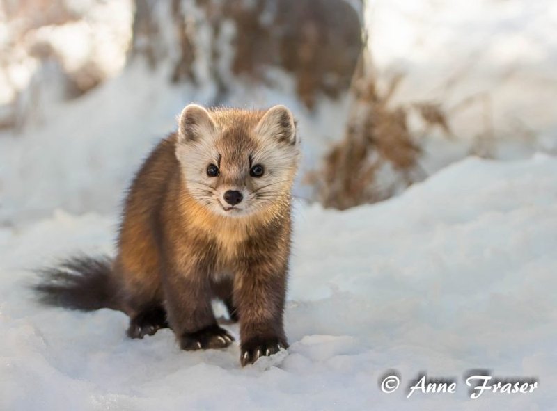 American Marten