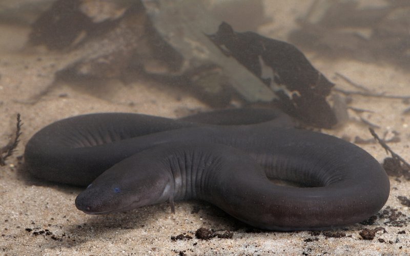 Amphiuma