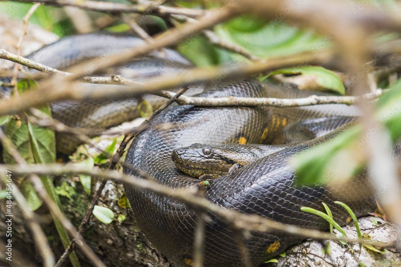Anaconda