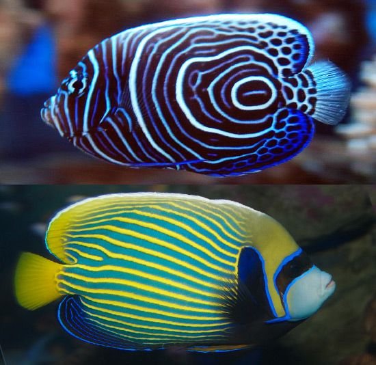 Angelfish Vs. [Similar Species] - Key Differences