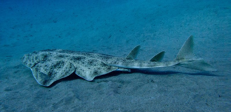Angelshark