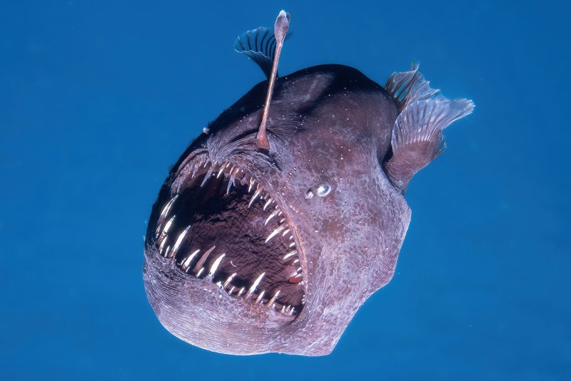 Anglerfish