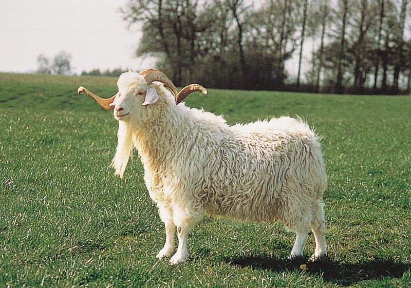 Angora Goat Overview: History, Traits, And Primary Uses
