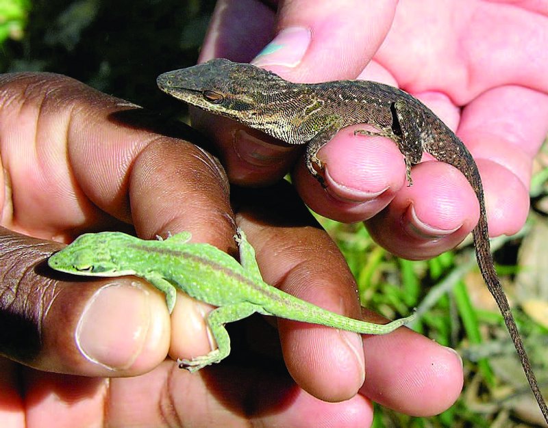 Anole Lizard Vs. [Similar Species] - How They Compare