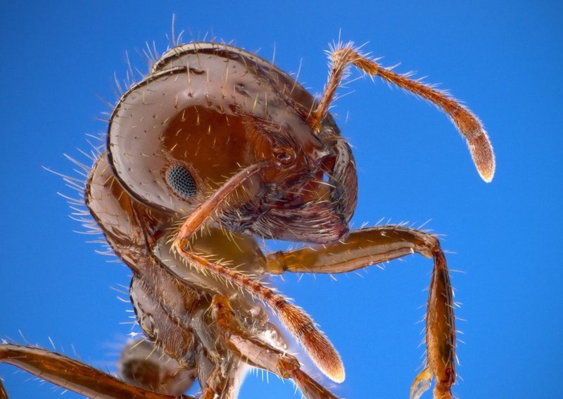 Ant