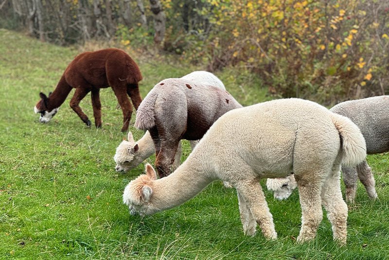 Are Alpacas Good Pets? Pros And Cons Explained