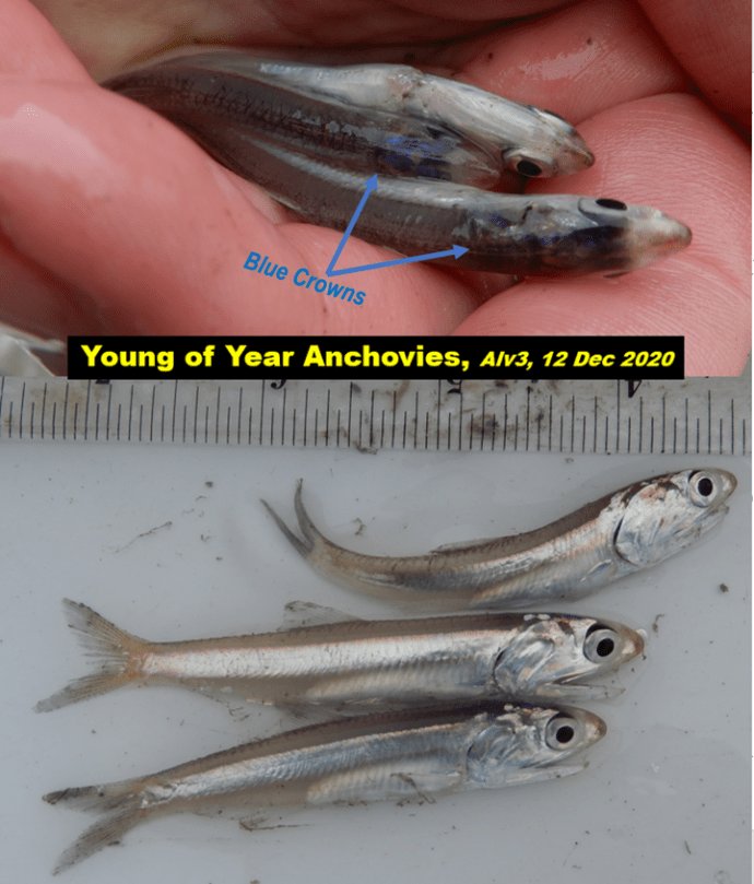 Are Anchovys Endangered? Conservation Updates