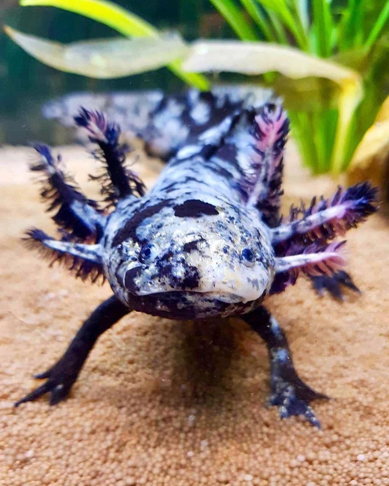 Are Axolotls Good Pets? Pros And Cons