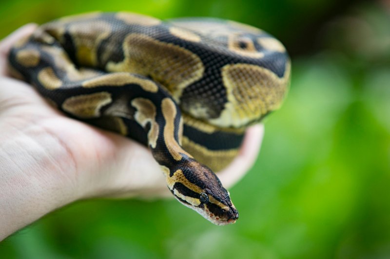 Are Ball Pythons Legal To Own In All States?