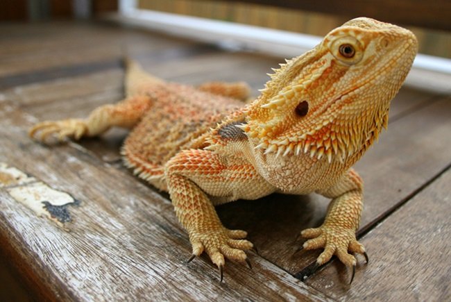 Are Bearded Dragons Legal Pets In All U.S. States?