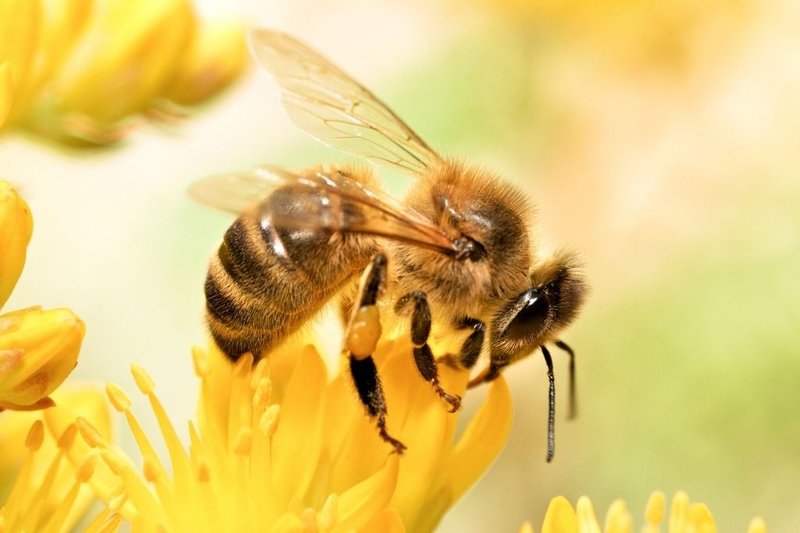 Are Bees Endangered? Current Conservation Status