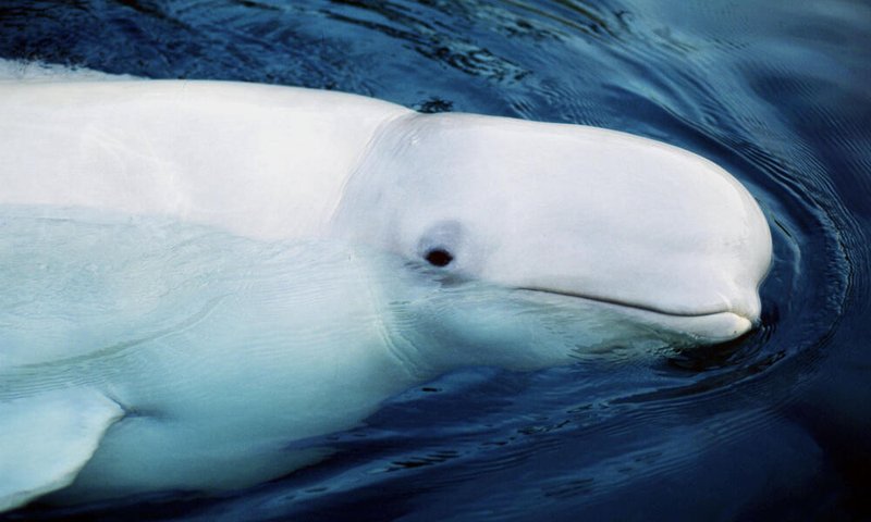 Are Beluga Whales Endangered? Conservation Updates