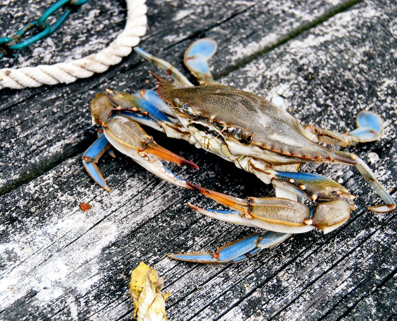 Are Blue Crabs Endangered? Conservation Updates