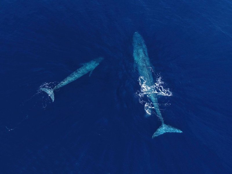 Are Blue Whales Endangered? Conservation Updates
