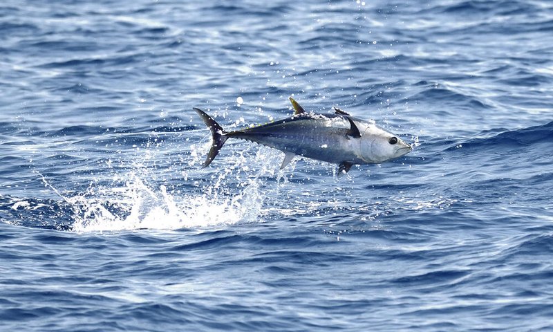Are Bluefin Tunas Endangered? Conservation Updates