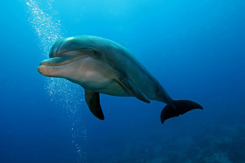 Are Bottlenose Dolphins Endangered? Conservation Updates