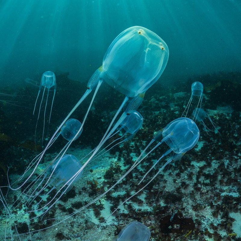 Are Box Jellyfishs Endangered? Conservation Updates