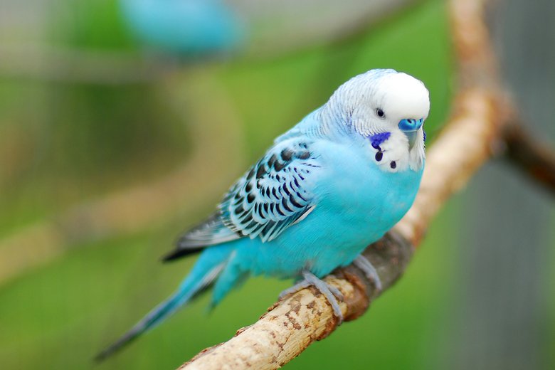 Are Budgies Good Pets For Beginners?