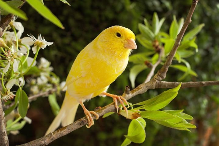 Are Canaries Good Pets? Pros And Cons For Beginners