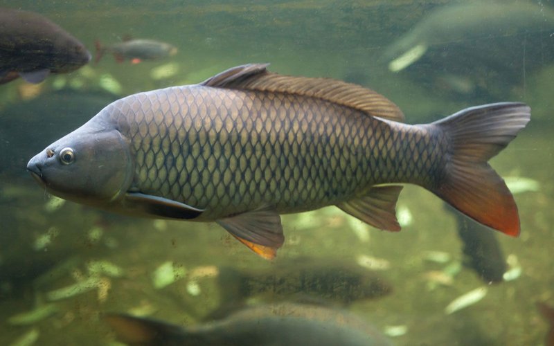 Are Carp Legal To Farm In All States?