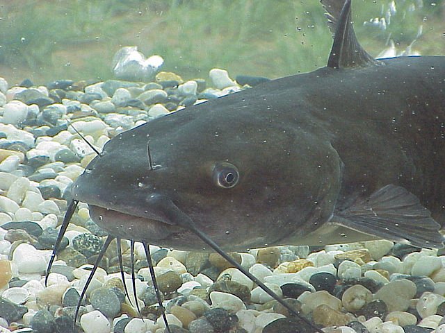 Are Catfish Legal To Farm In All States?