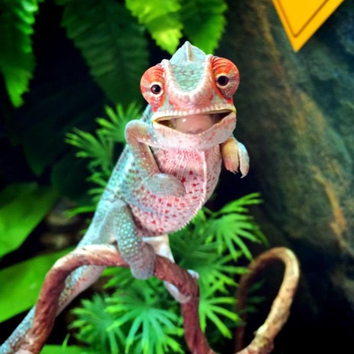 Are Chameleons Legal Pets In All States?